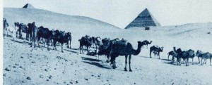 herd of camels-egypt
